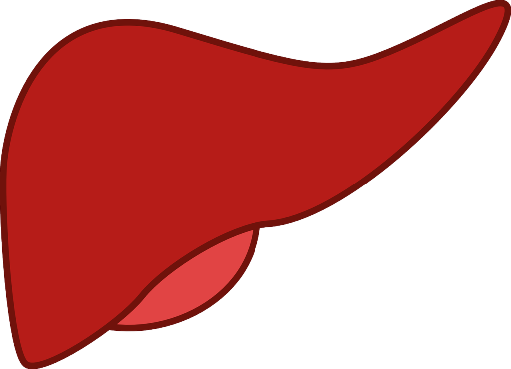 liver inflammation - illustration