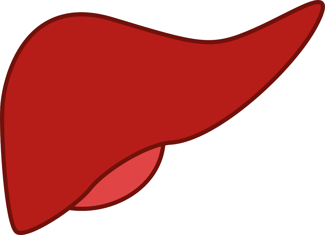 liver inflammation - illustration