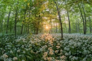 naturopathic doctor - nature