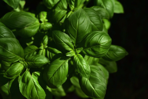 herbal medicine - fresh herbs
