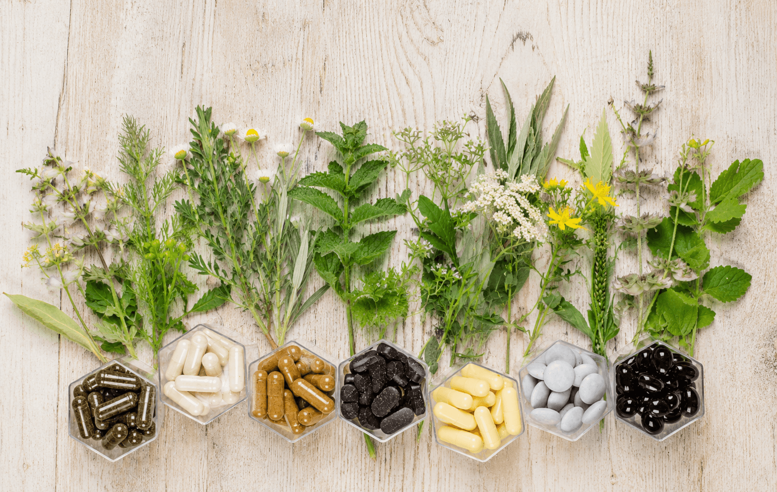 Flat lay of various fresh medicinal herbs and flowers arranged above corresponding small dishes filled with herbal supplement capsules and tablets on a light wooden background.